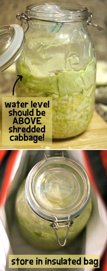 glass jar filled with cabbage and water