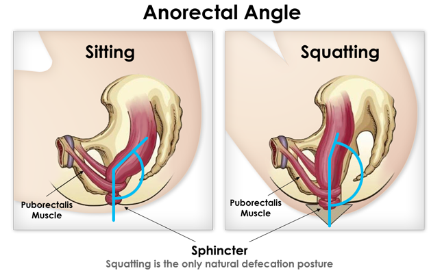 anorectal angle