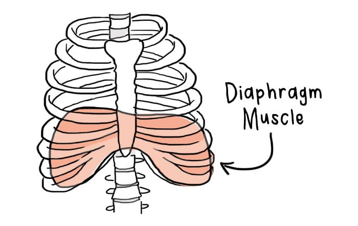 diaphragm muscle illustration